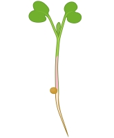 growth-stage-microgreen
